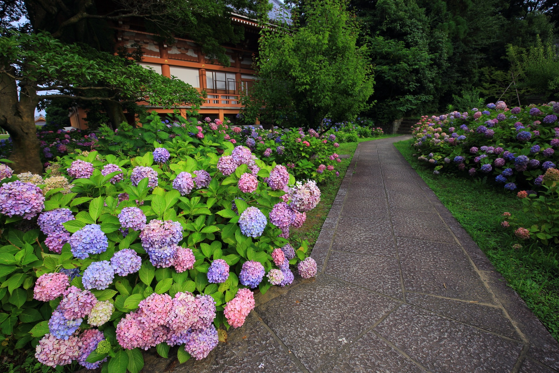 色とりどりの紫陽花と青もみじ　智積院の初夏の彩り