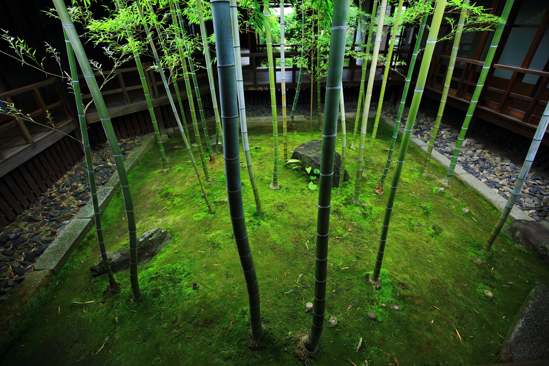 妙顕寺の緑につつまれた竹の坪庭