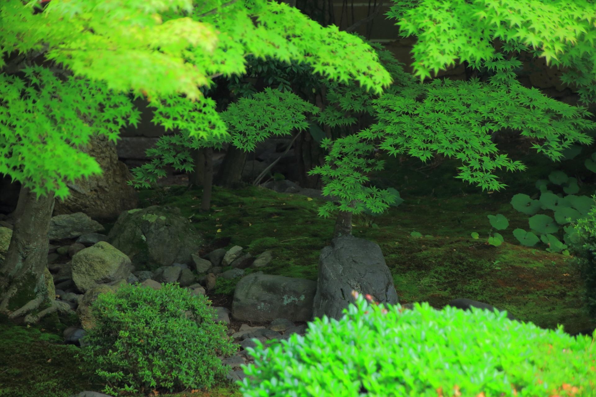 鮮やかな緑につつまれた妙顕寺の四海唱導の庭