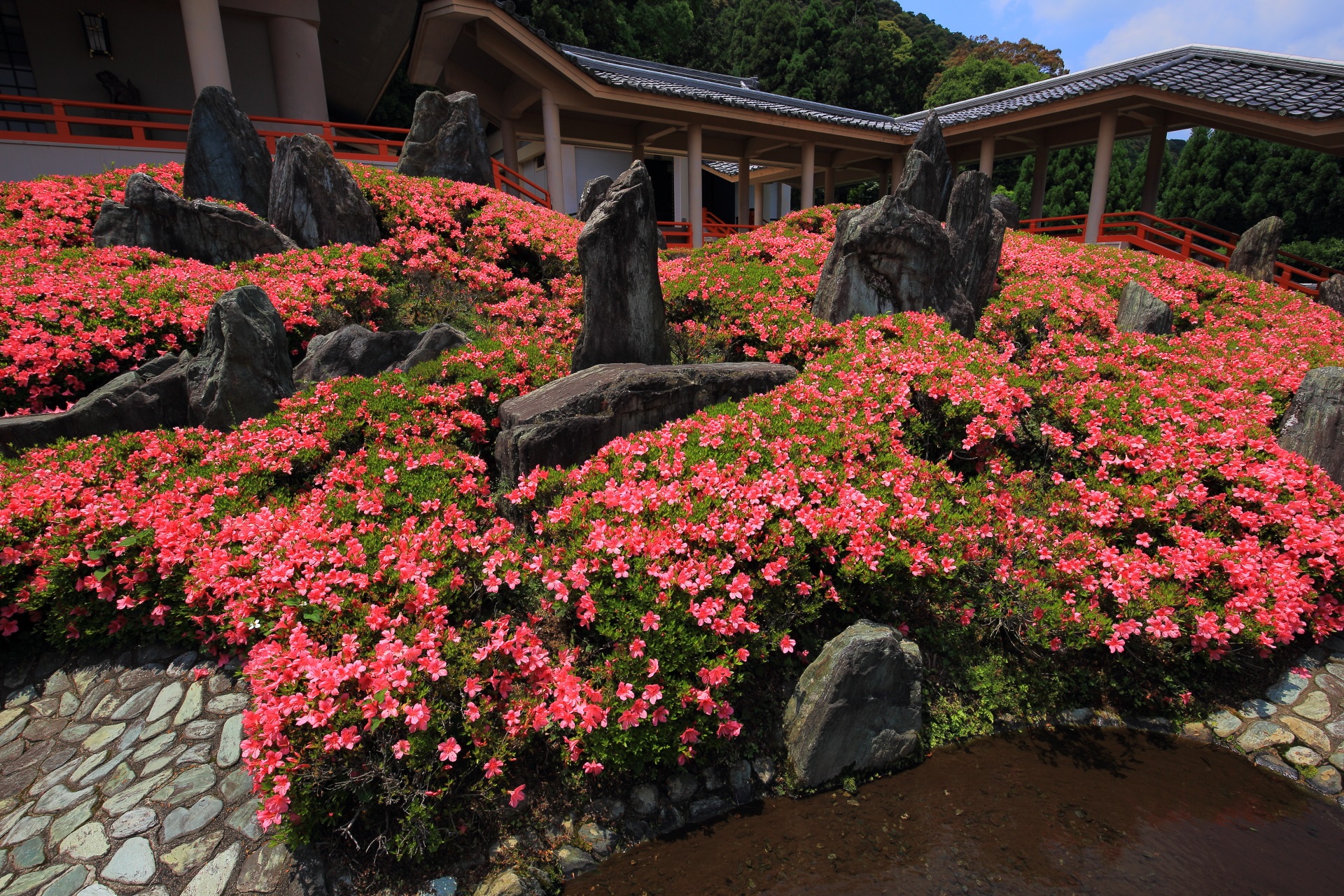 輝く鮮やかなサツキに覆われる松尾大社の曲水の庭