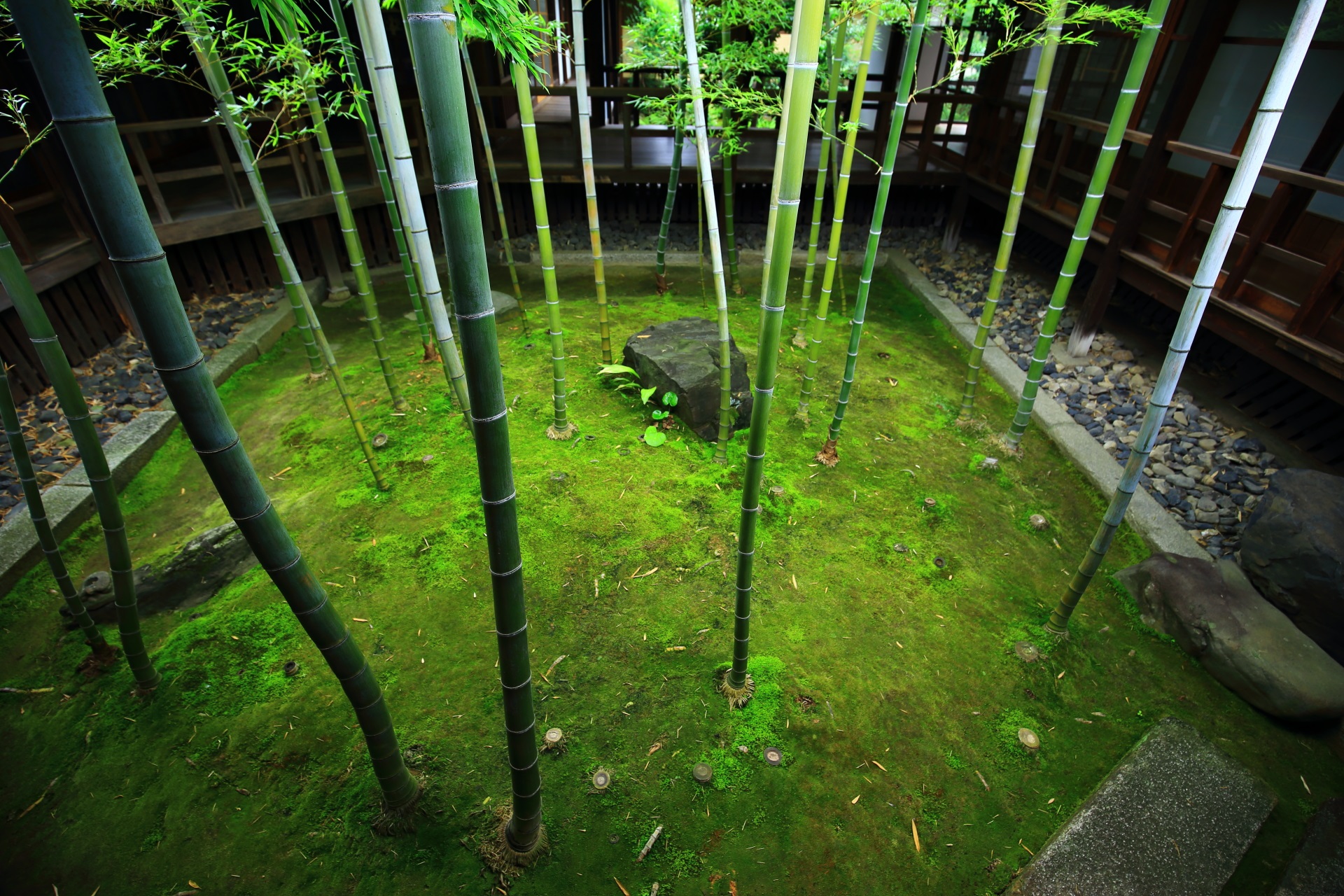 竹と苔の緑につつまれた癒しの竹の坪庭