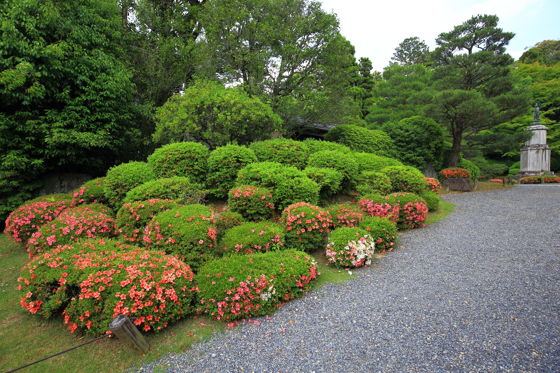 友禅苑の風情ある庭園を彩る華やかなサツキと綺麗な緑の刈り込み