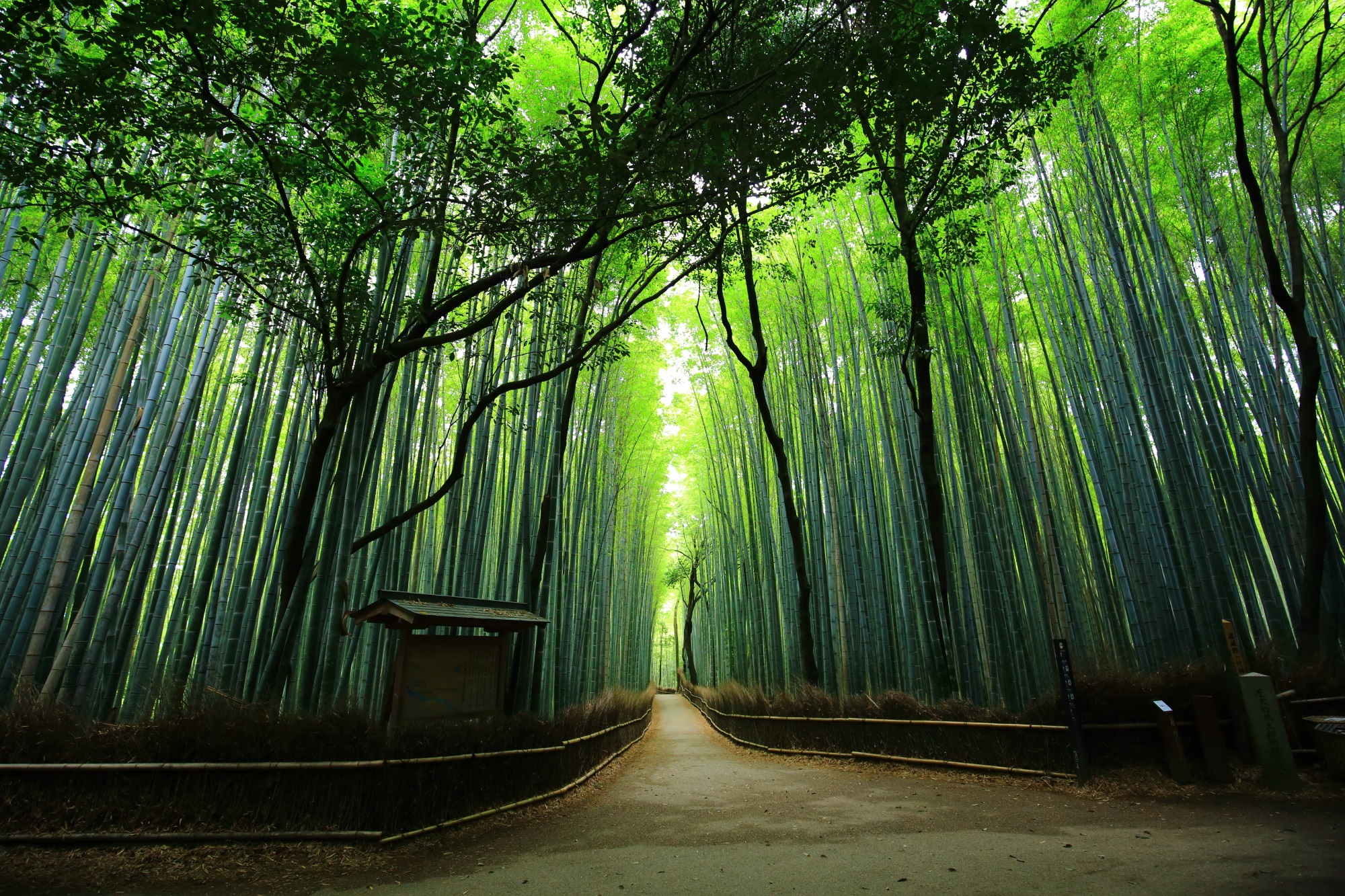 嵯峨野 竹林の道　嵐山の美しい竹の道