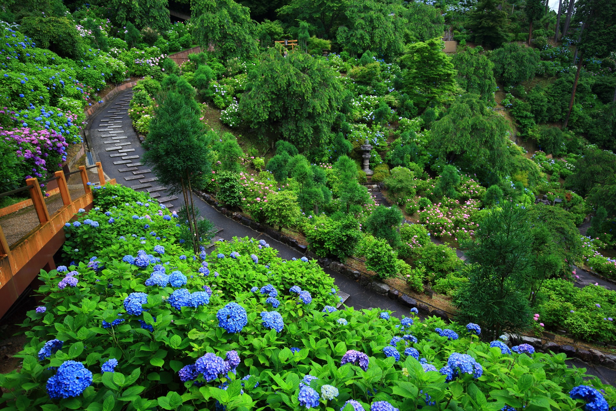 雨の紫陽花と初夏の彩り　花の寺と呼ばれる善峯寺