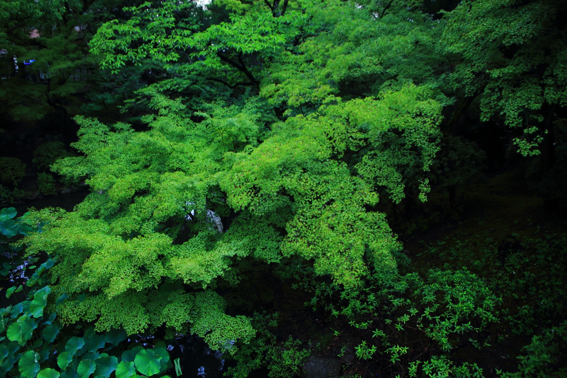 大谷本廟の蓮池の青もみじの素晴らしい緑の世界