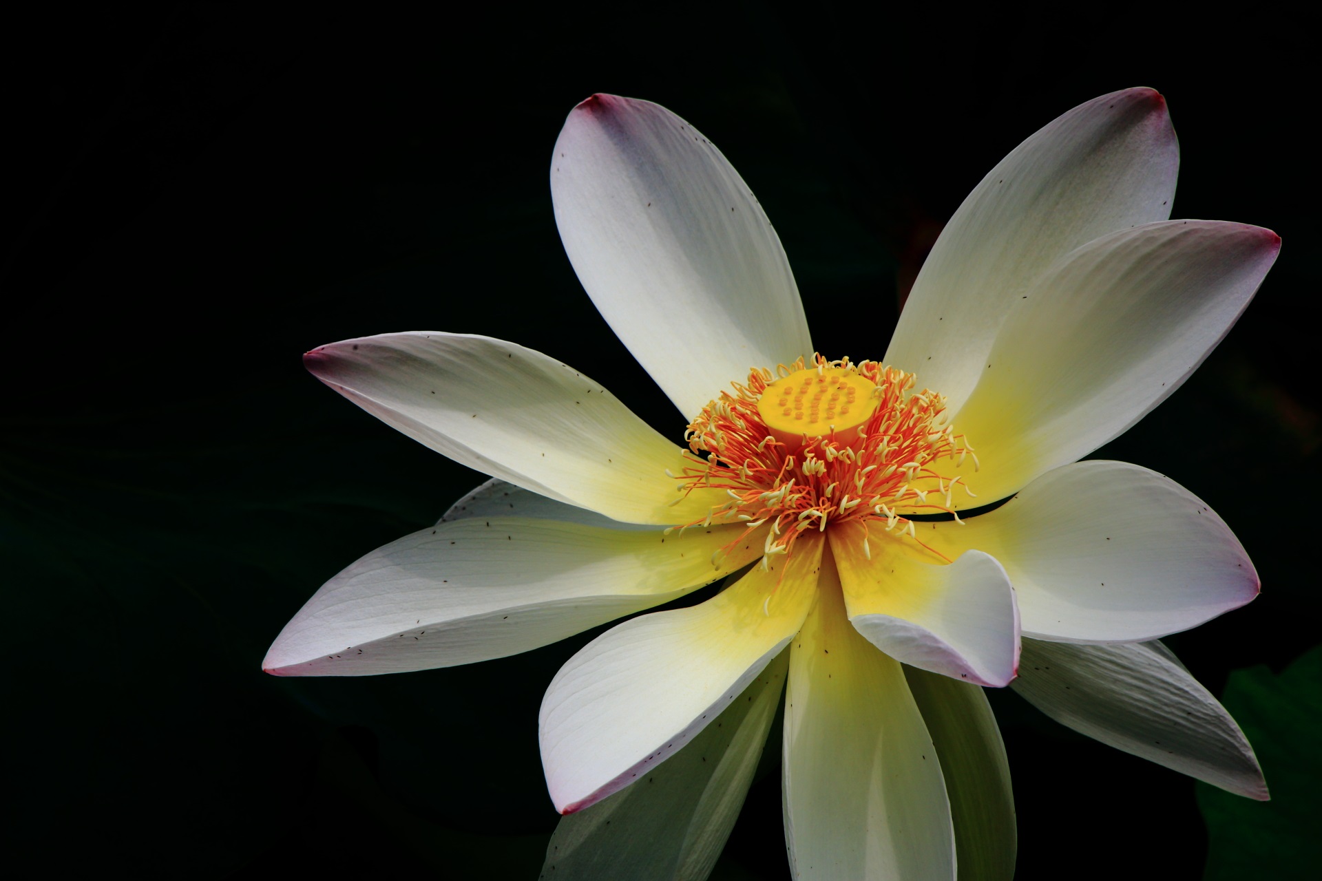 暗闇でくっきり浮かび上がる東本願寺の白いハスの花