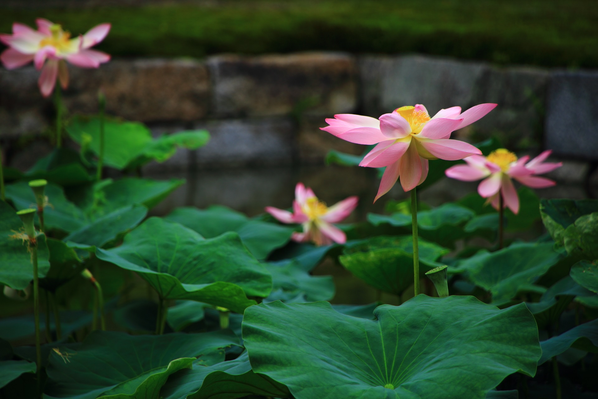 A beautiful lotus of Kenninji-Temple in Kyoto,Japan
