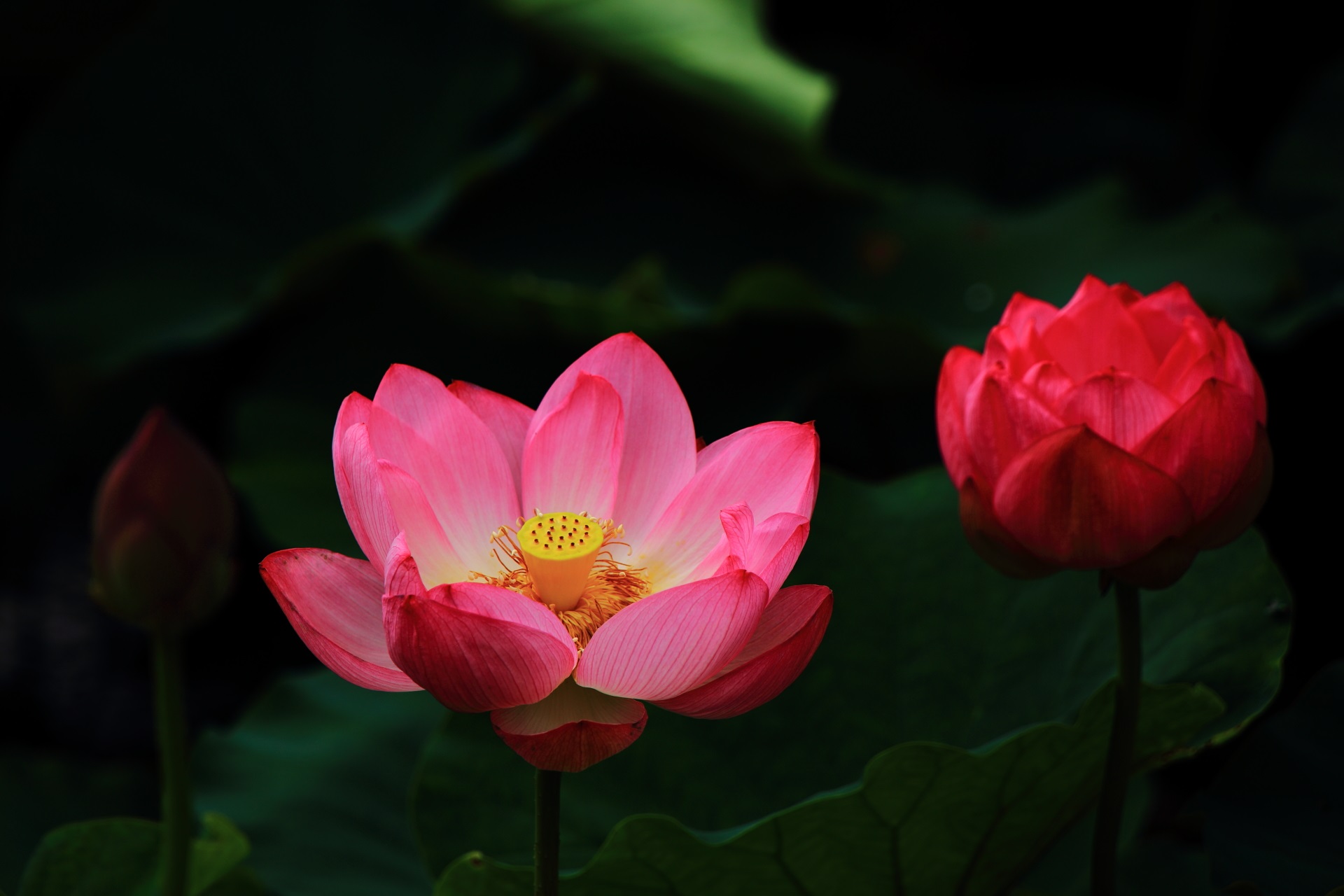 東寺の浮かび上がるような華やかなピンクの蓮の花