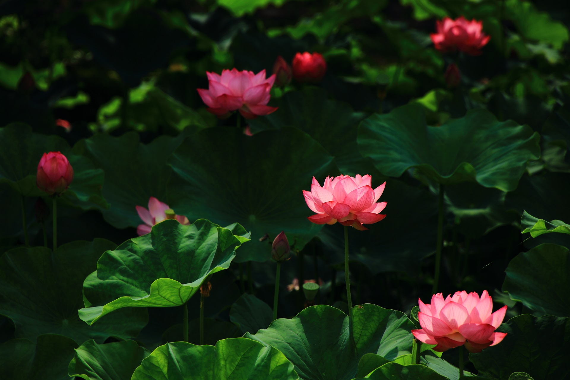 Lotus flower shining with the light of Nanzenji-Temple in Kyoto