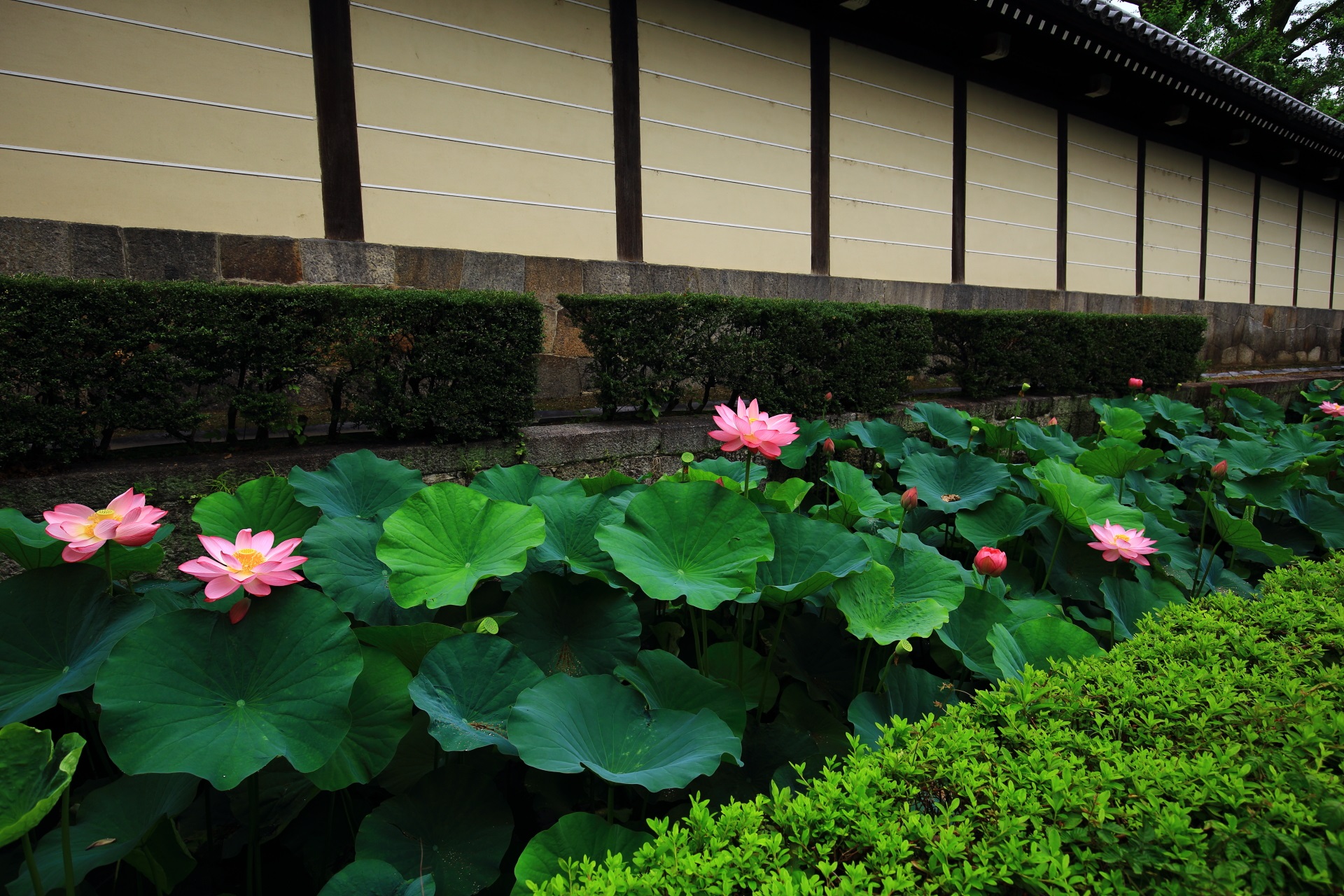 華やかなピンクの花が咲く東本願寺のお堀の蓮