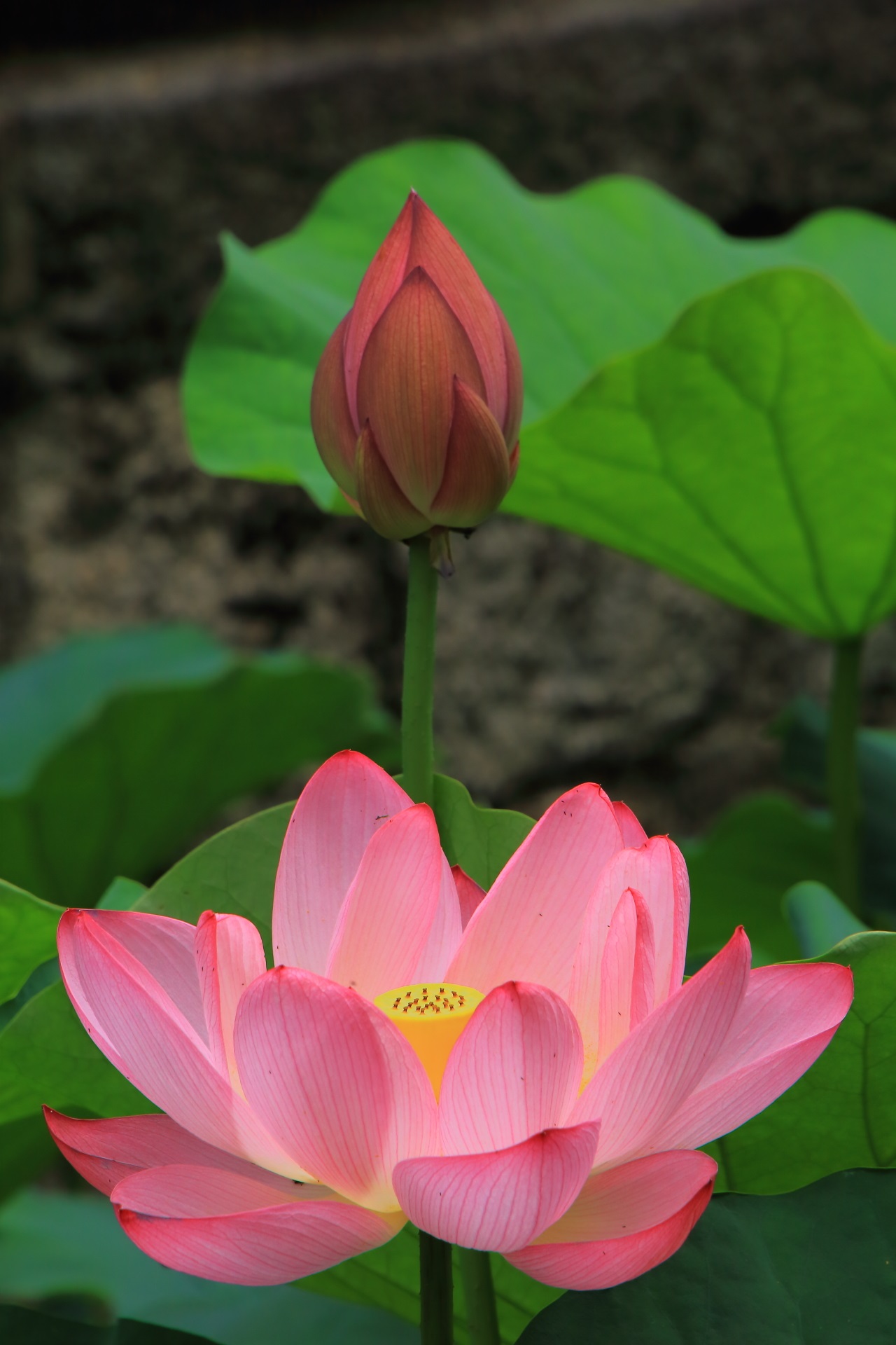 The lotus of Kyoto Higashi Honganji Temple