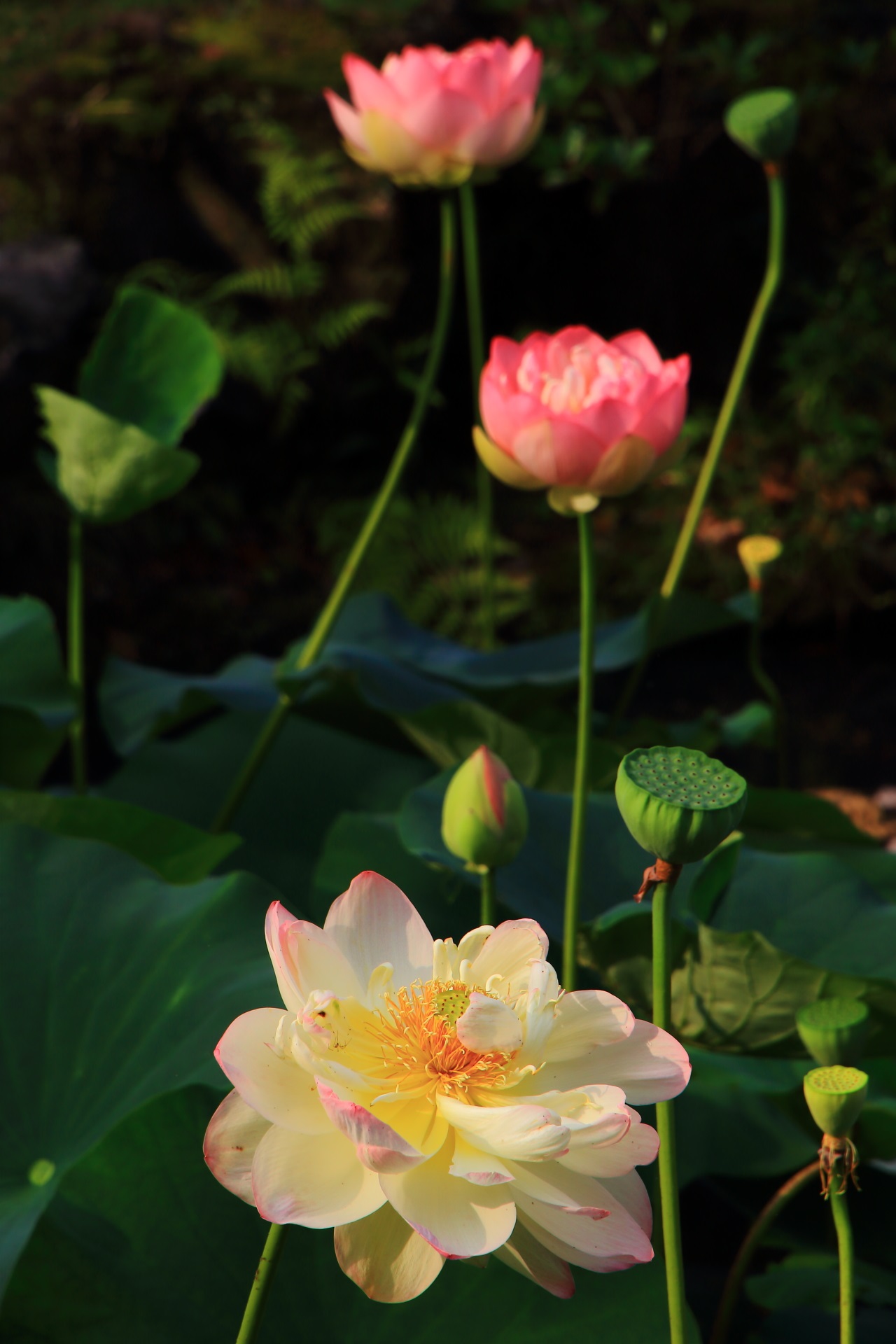 Lotus of Chishakuin-Temple in Kyoto,Japan