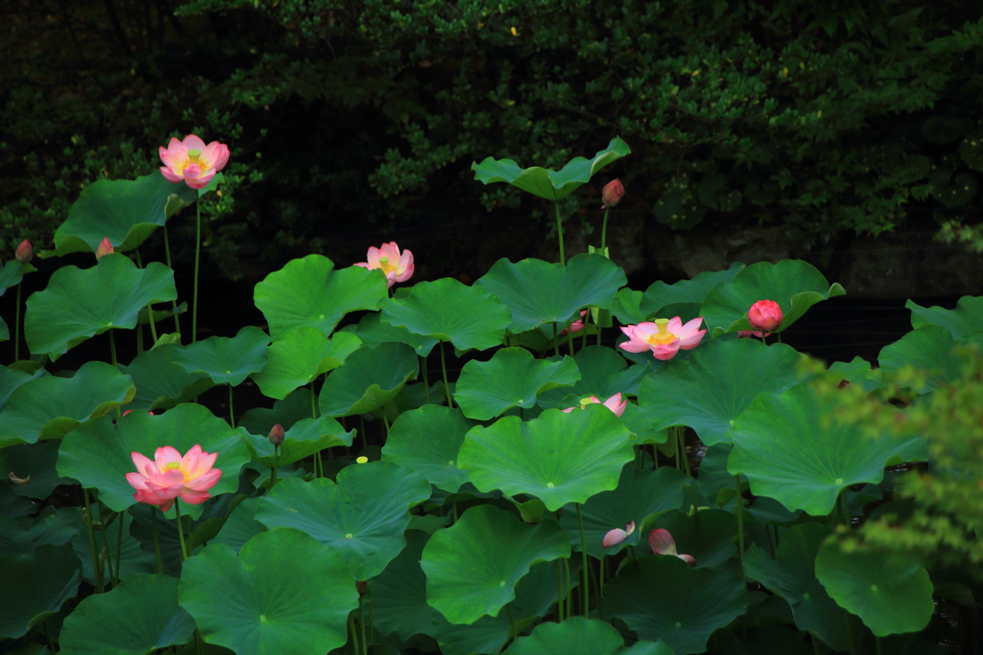 Lotus pond in Otani-Honbyo-Mausoleum in Kyoto,Japan