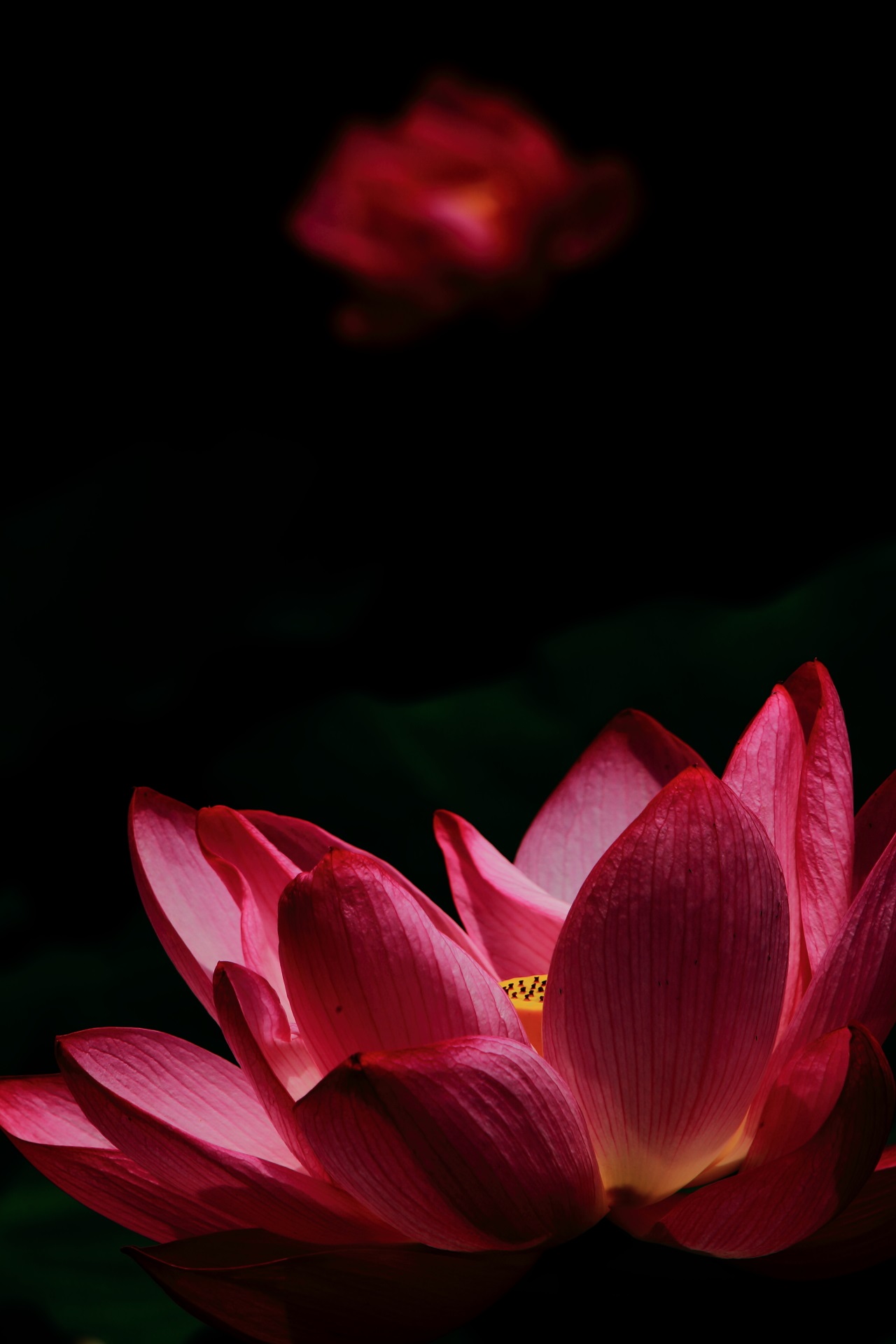 Lotus flower of Higashi-Honganji-Temple in Kyoto,Japan