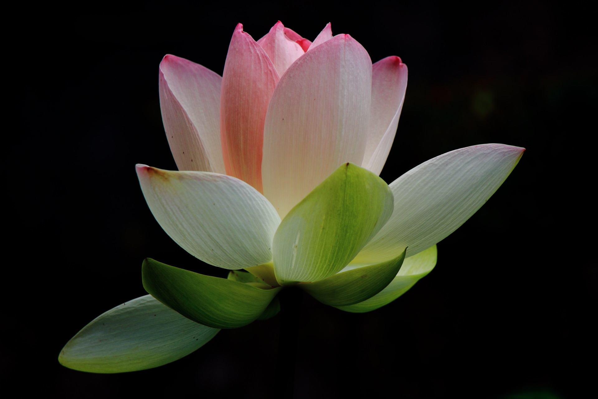東本願寺の暗闇で光って浮かび上がる蓮の花