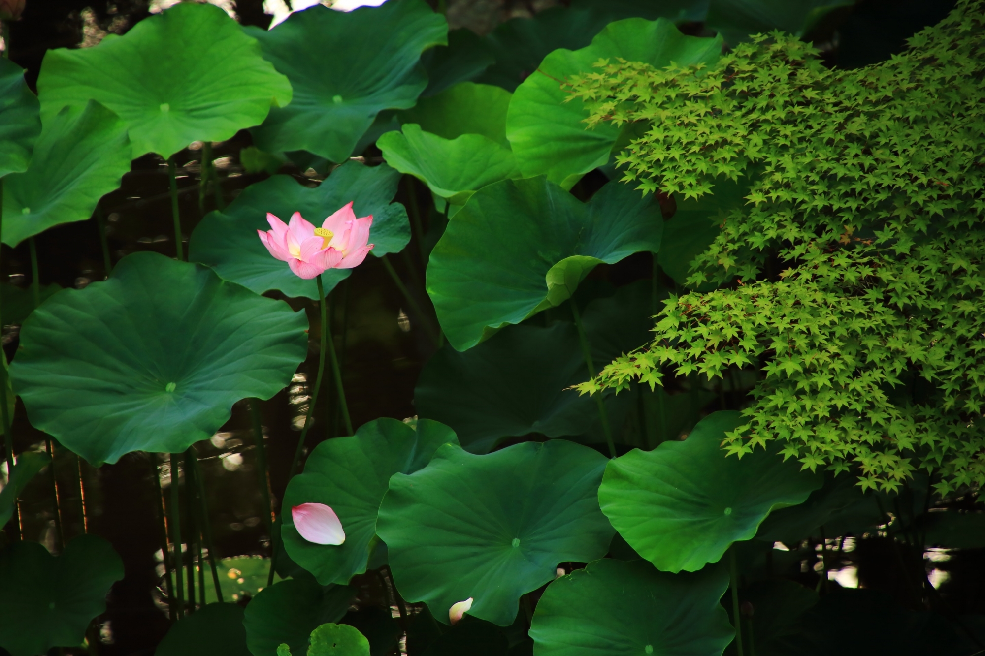 大谷本廟の池の青もみじと蓮の花と趣きある散った花びら