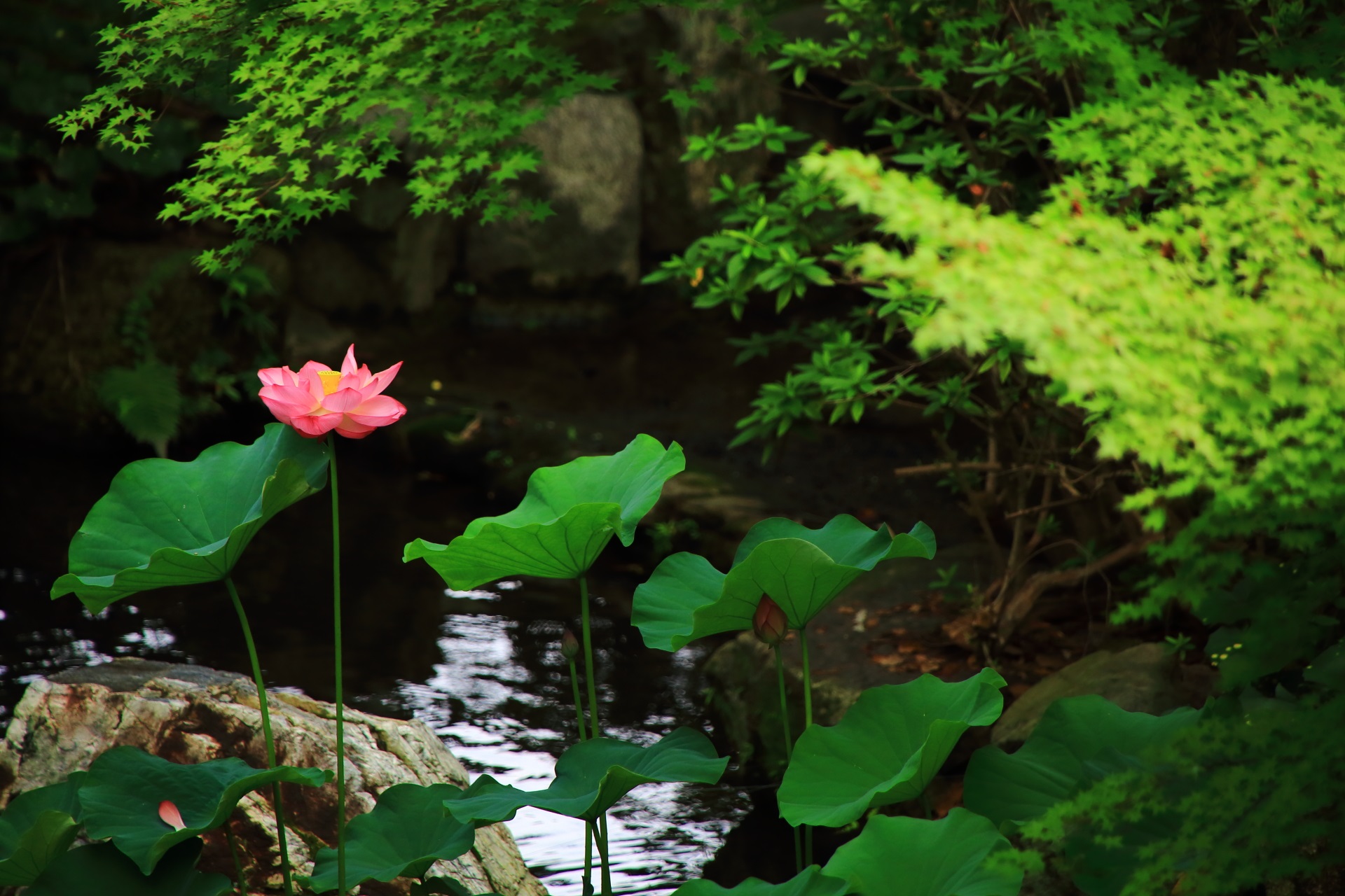 雰囲気の変わる大谷本廟の池のハスと岩