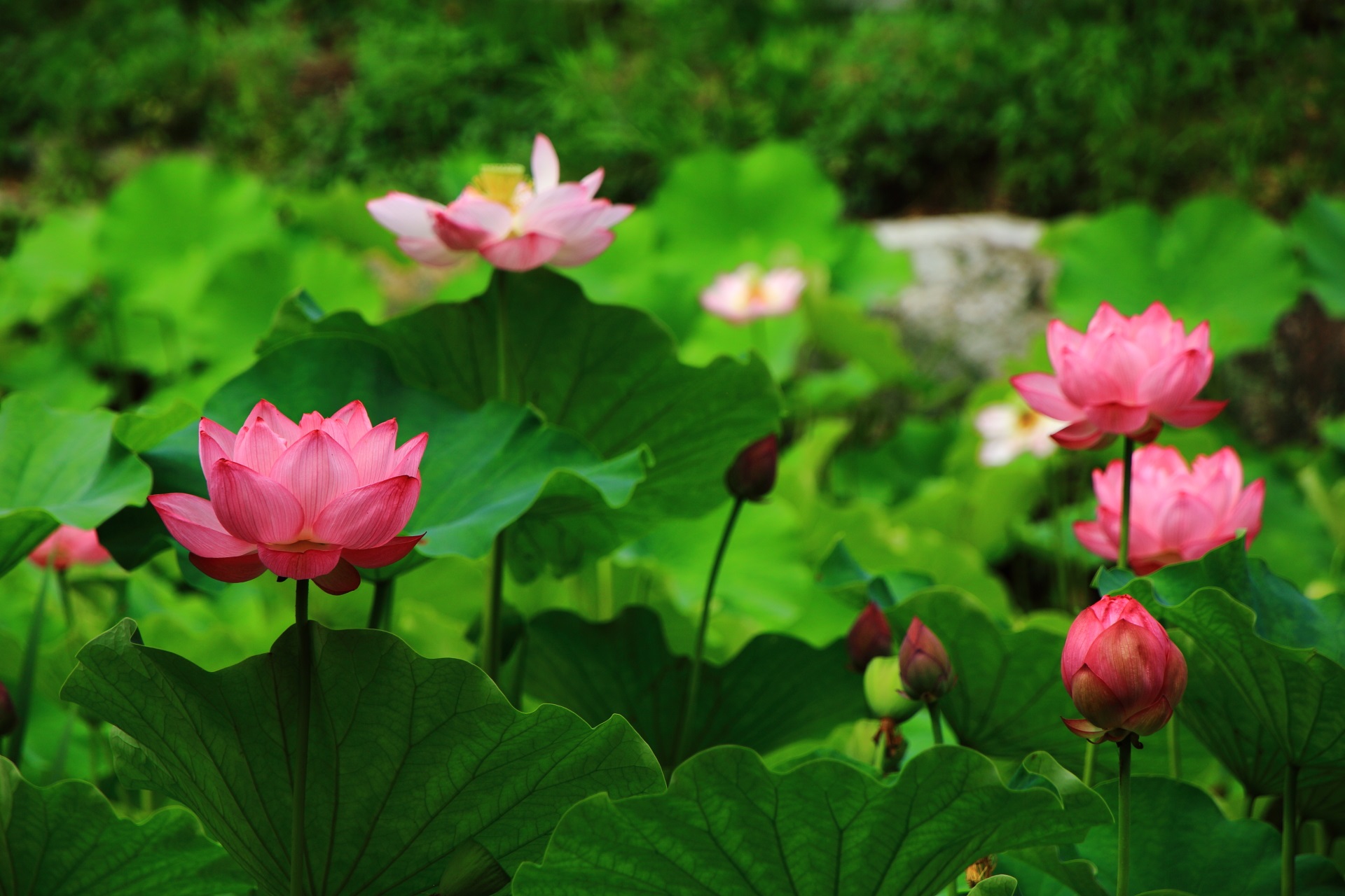 何だか楽しそうに咲く南禅寺の蓮の花