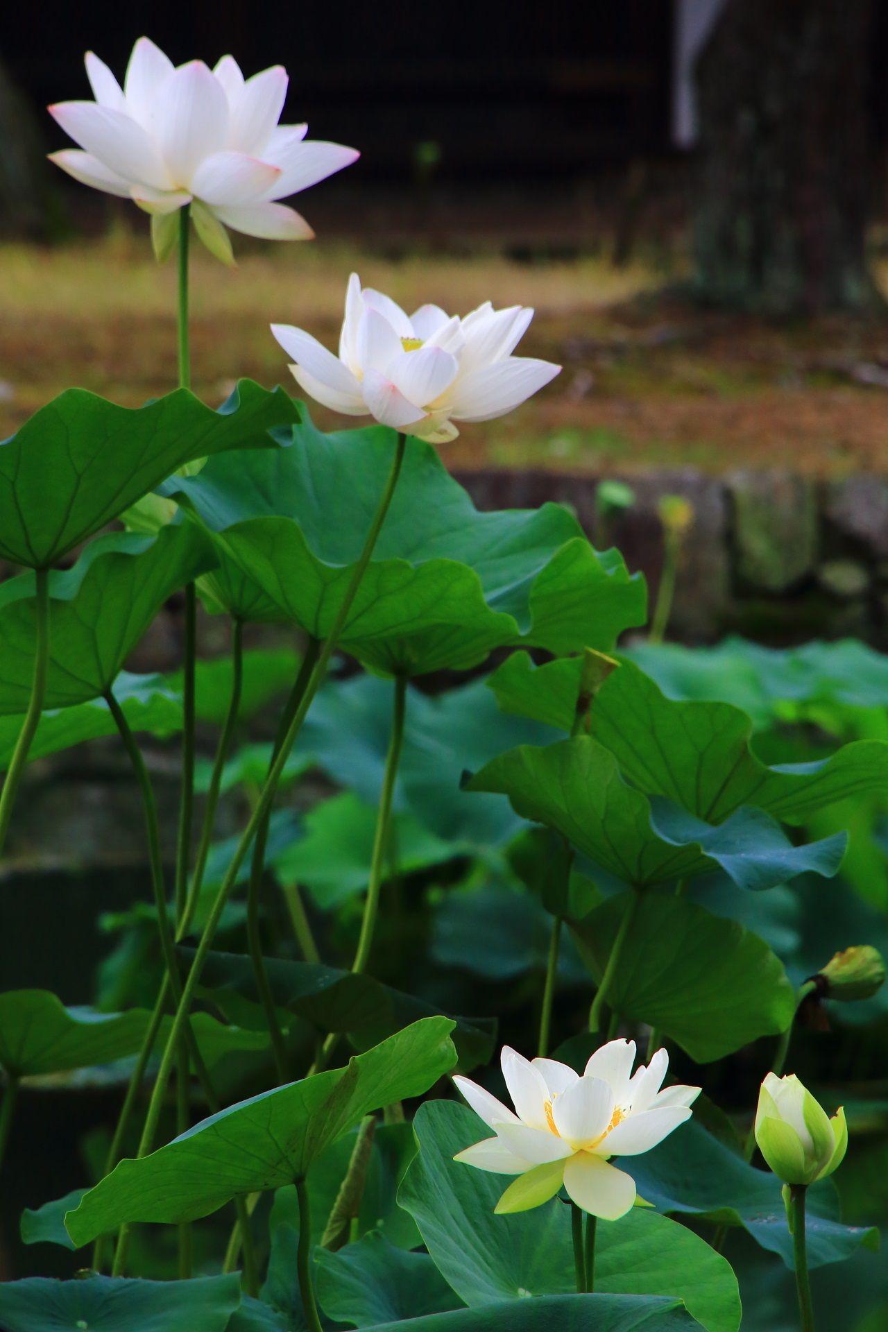Shokokuji-Temple in Kyoto where lotus flowers bloom