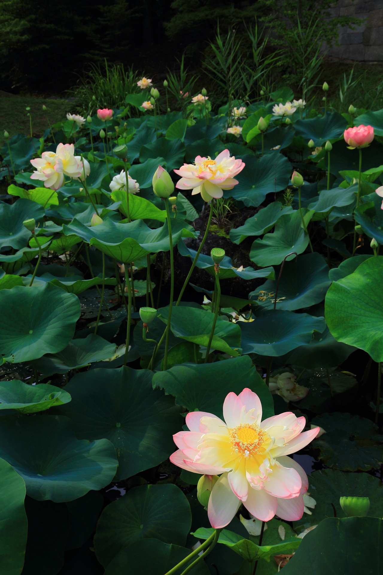 Lotus flower in Kyoto Chishaku-in Temple