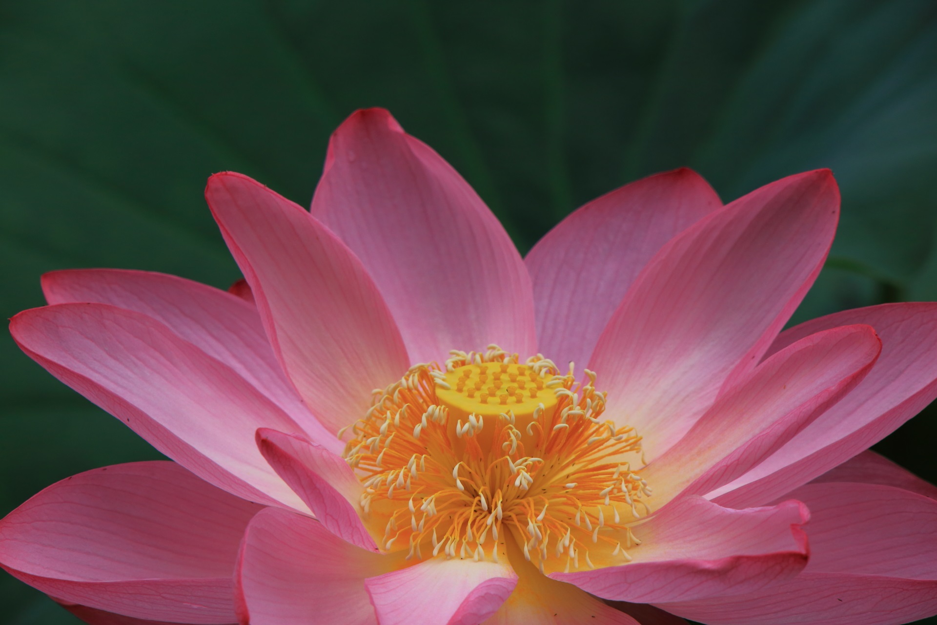 東本願寺の極上の淡いピンクの蓮の花
