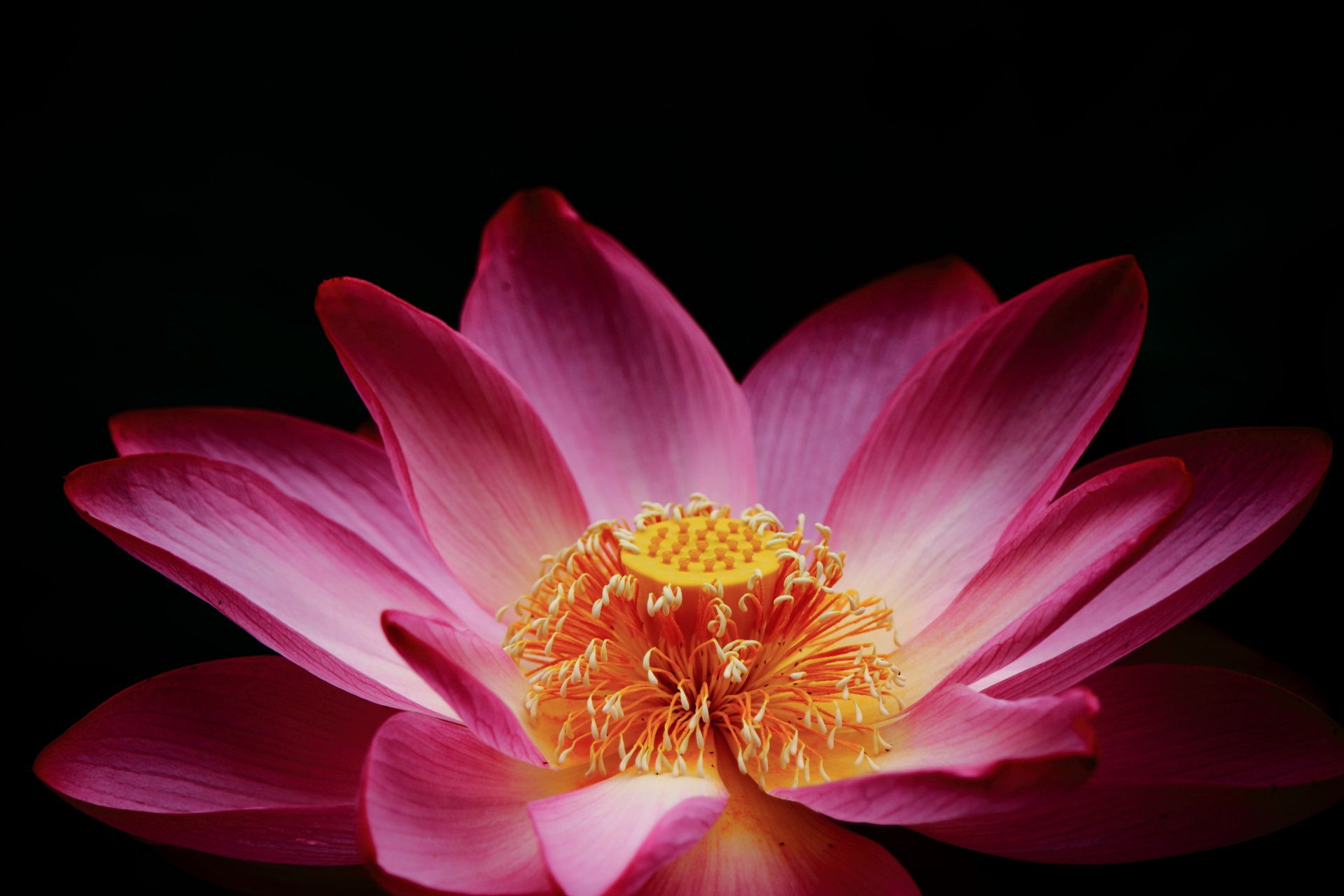 東本願寺のコントラスト強めの蓮の花