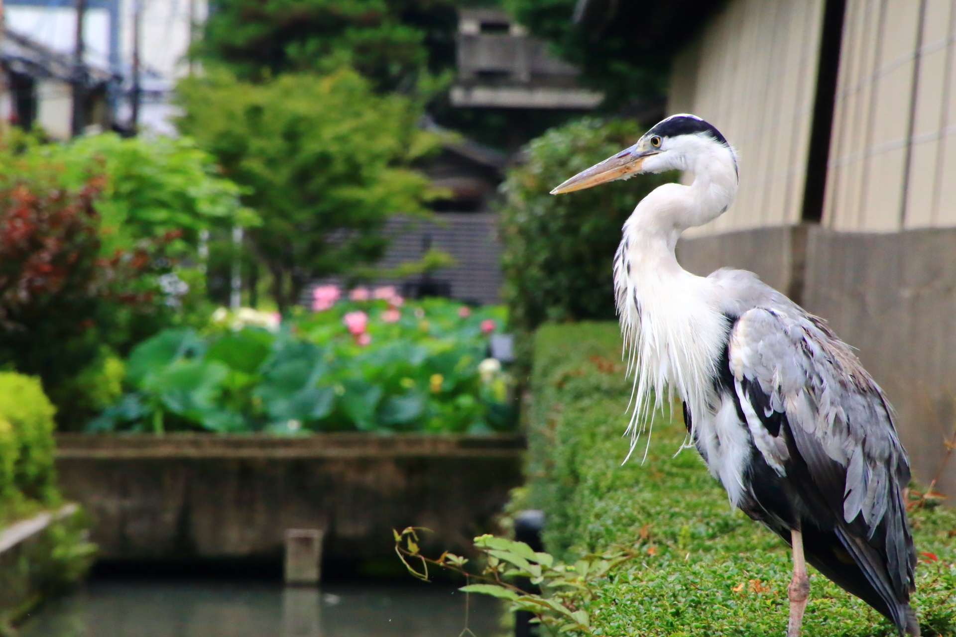 お出迎えの鷺と東本願寺の蓮池