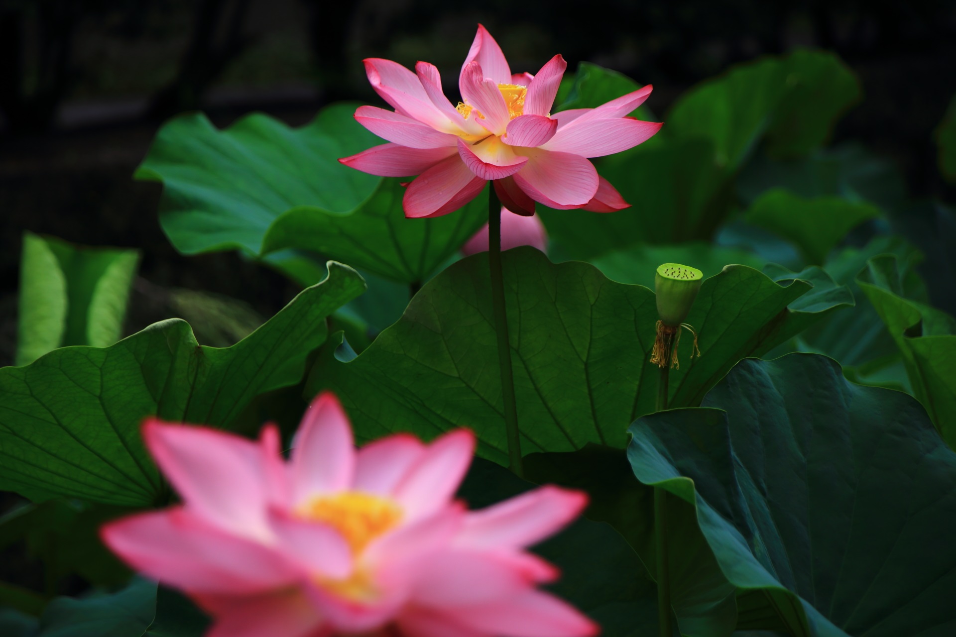 満開をむかえた東本願寺の幻想的は蓮の花