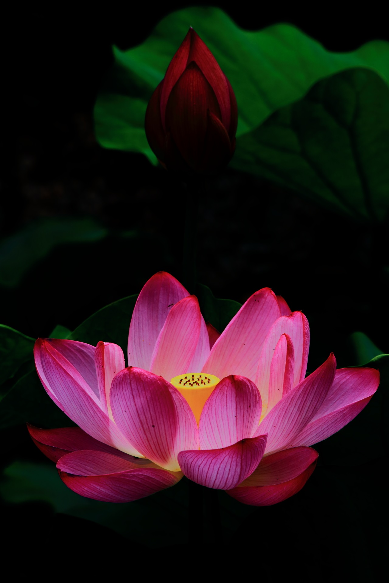 東本願寺の妖艶なピンクの蓮の花