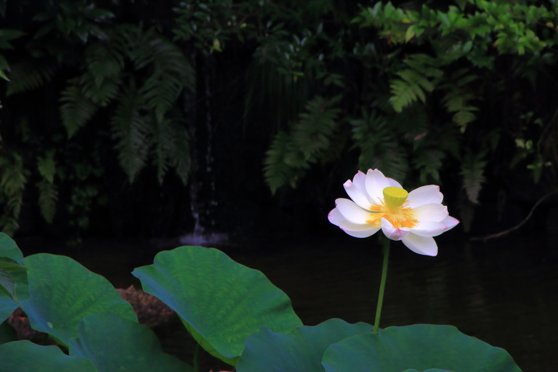 知恩院の蓮池の小さな滝のように流れ落ちる水とシダと蓮の花