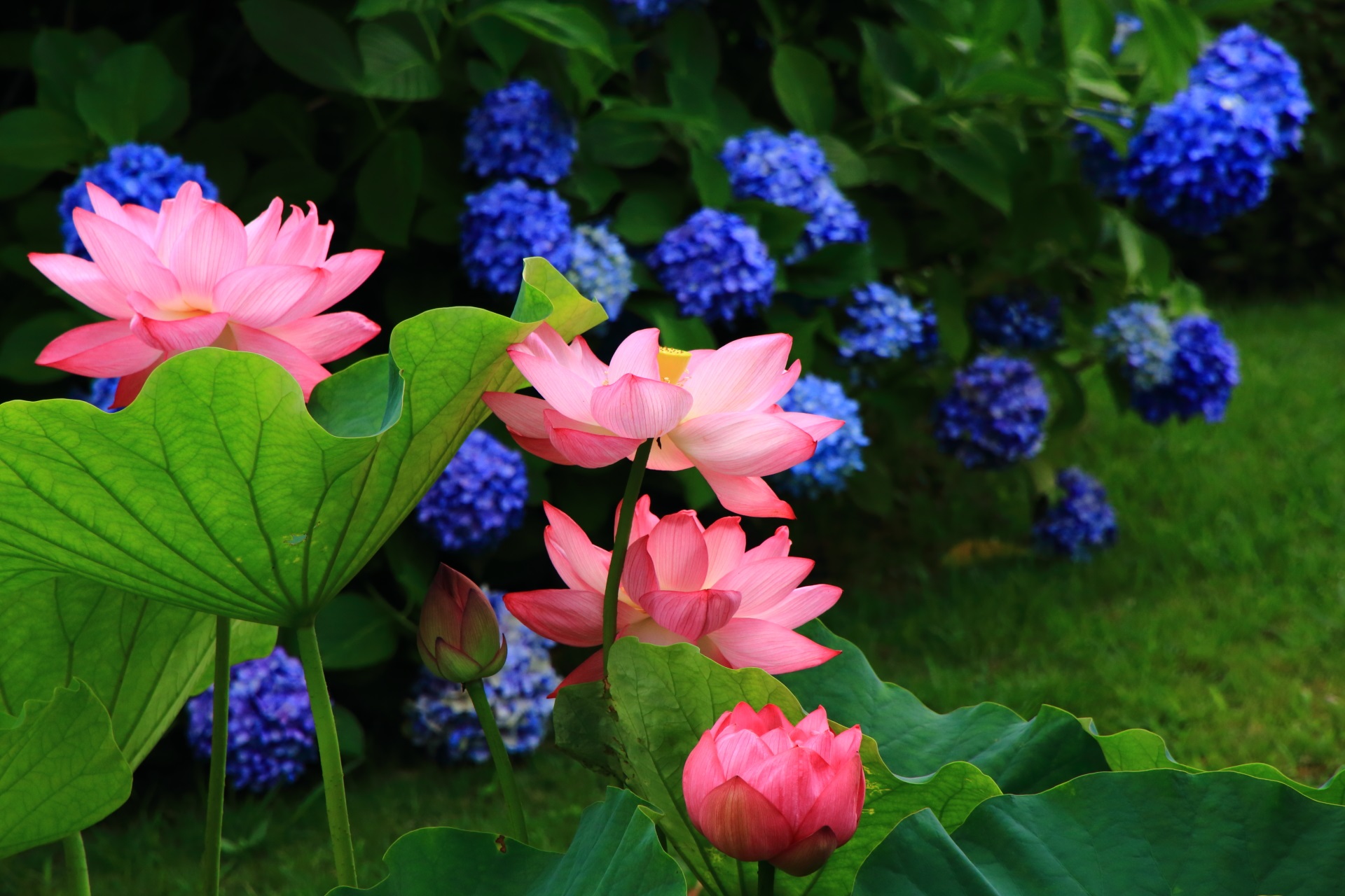 東寺の紫陽花と蓮の花のコラボ