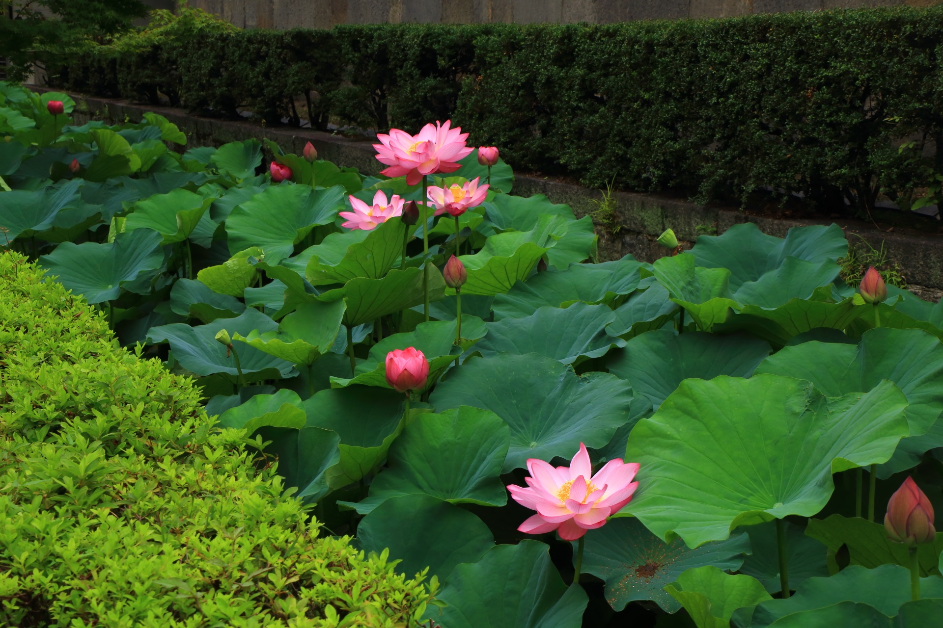 東本願寺の蓮の葉の深い緑に映えるピンクの花