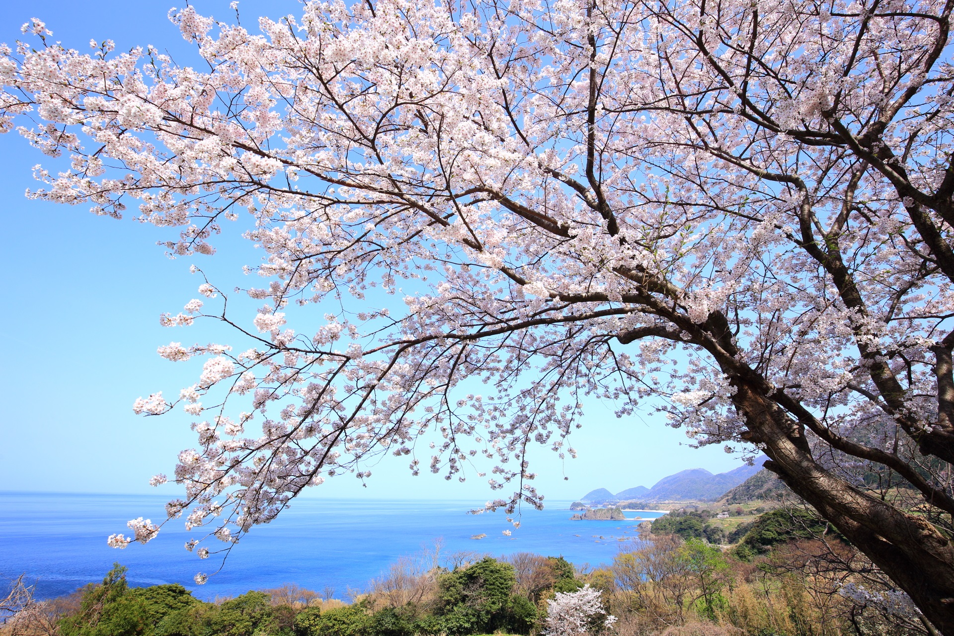 丹後松島 桜