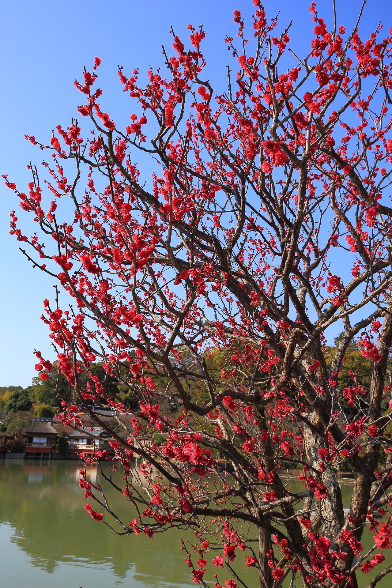 八条ヶ池の素晴らしい梅と錦水亭の情景