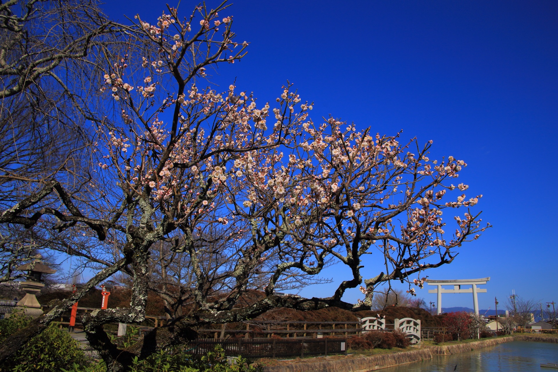 青空に映える華やかで春色の梅の花