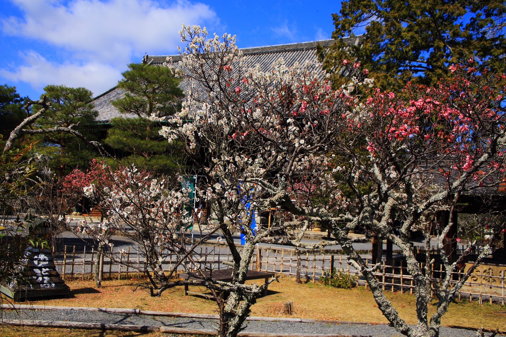 清涼寺の本堂を背景にした賑やかな雰囲気のする紅白の梅