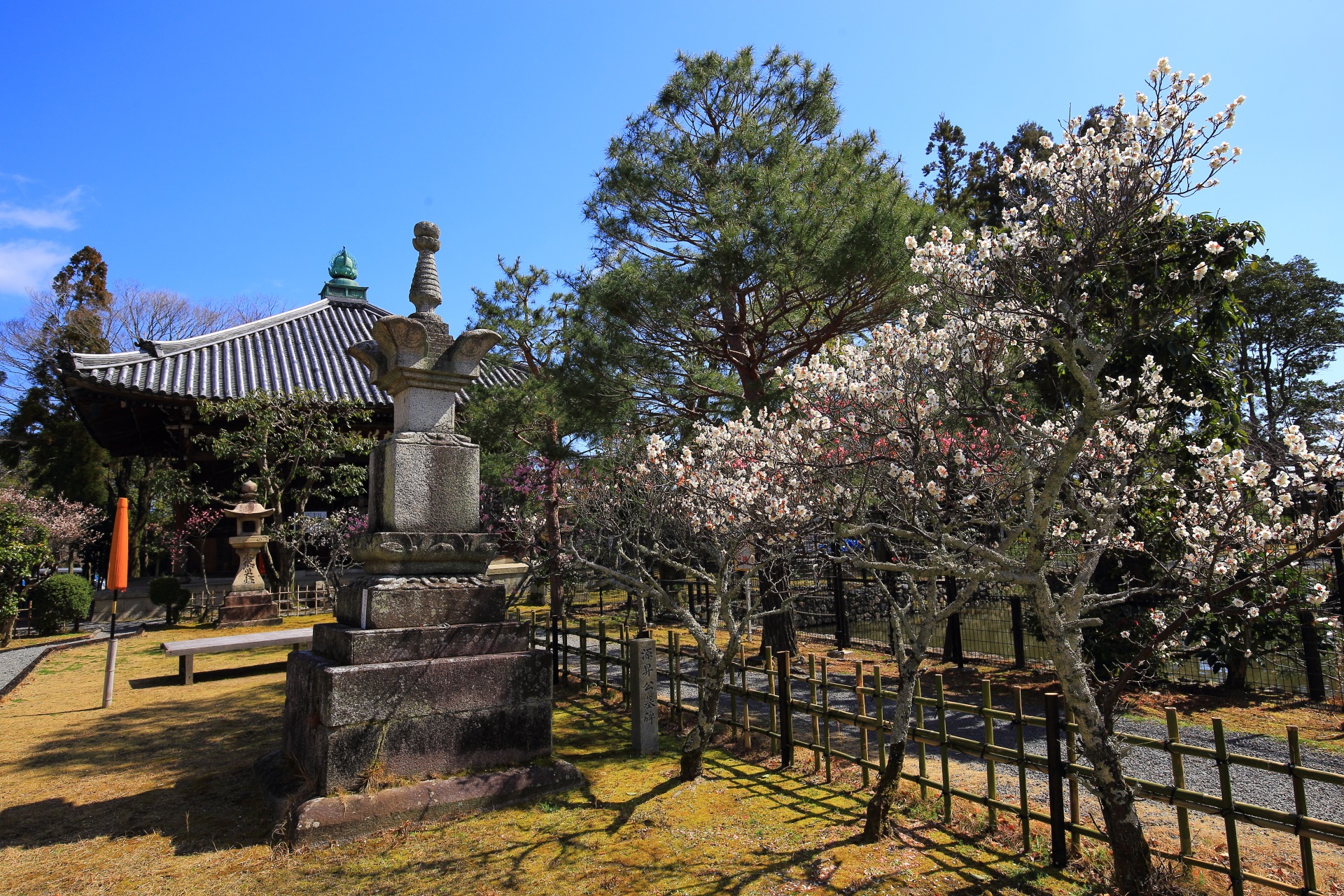 清涼寺の一切経蔵（いっさいきょうぞう）前の咲き誇る白梅