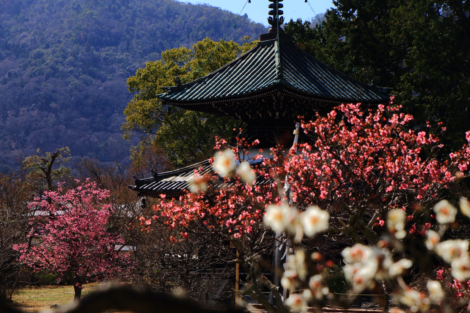 清涼寺の手水舎付近から眺めた多宝塔と色とりどりの梅