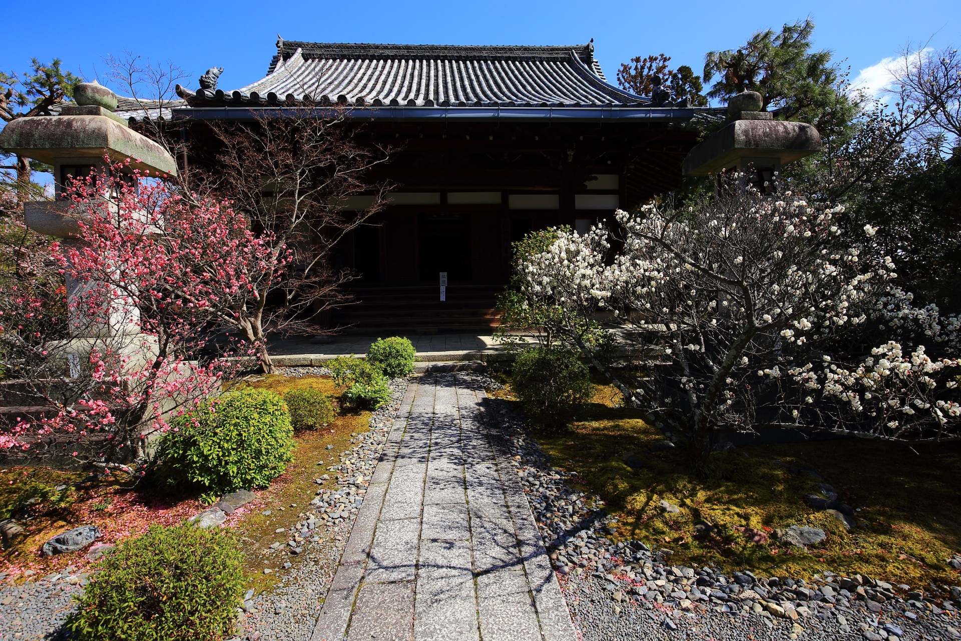 清涼寺の阿弥陀堂のおめでたい色合いの煌く紅白の梅