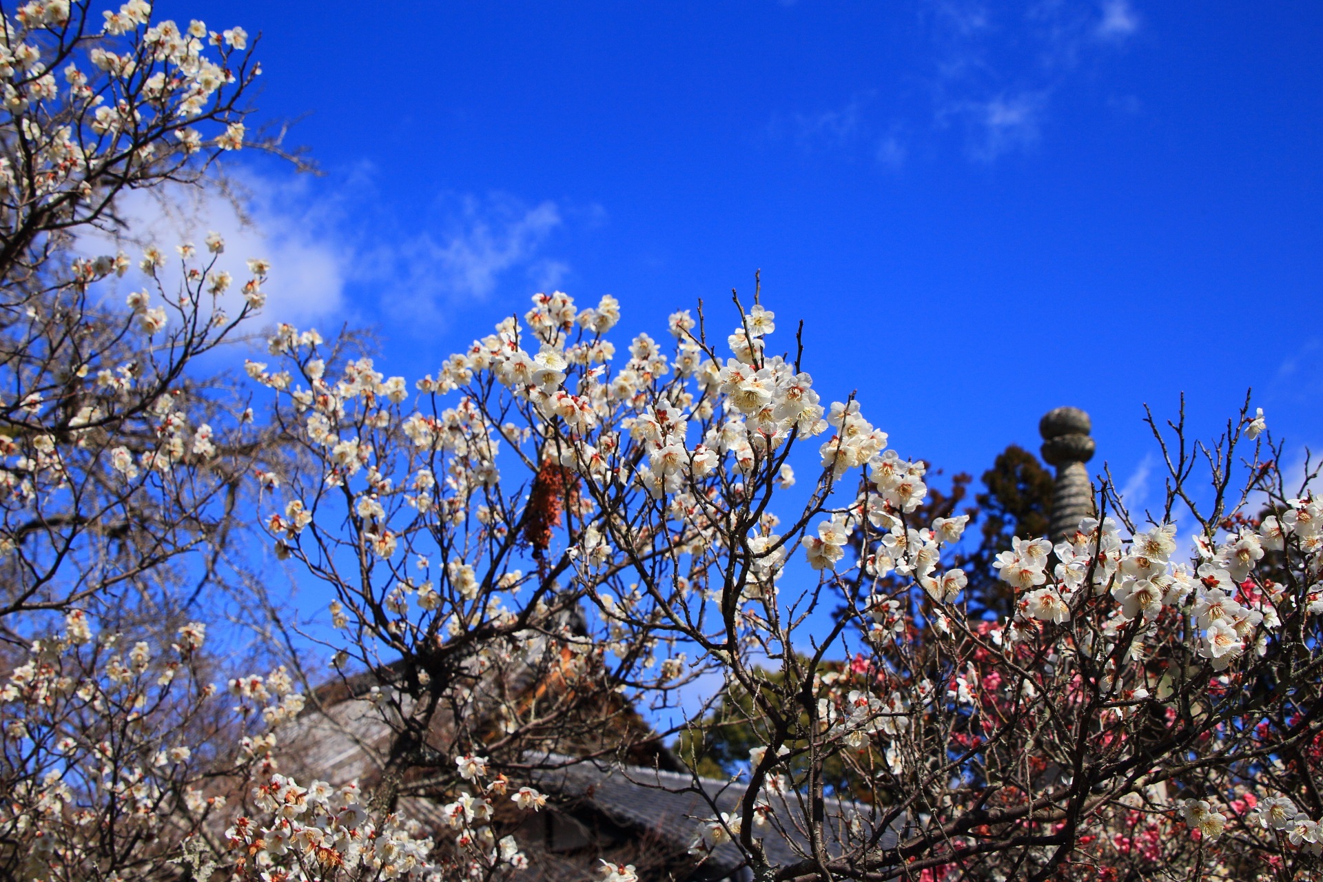 春先の青空を彩る可憐で華やかな梅の花