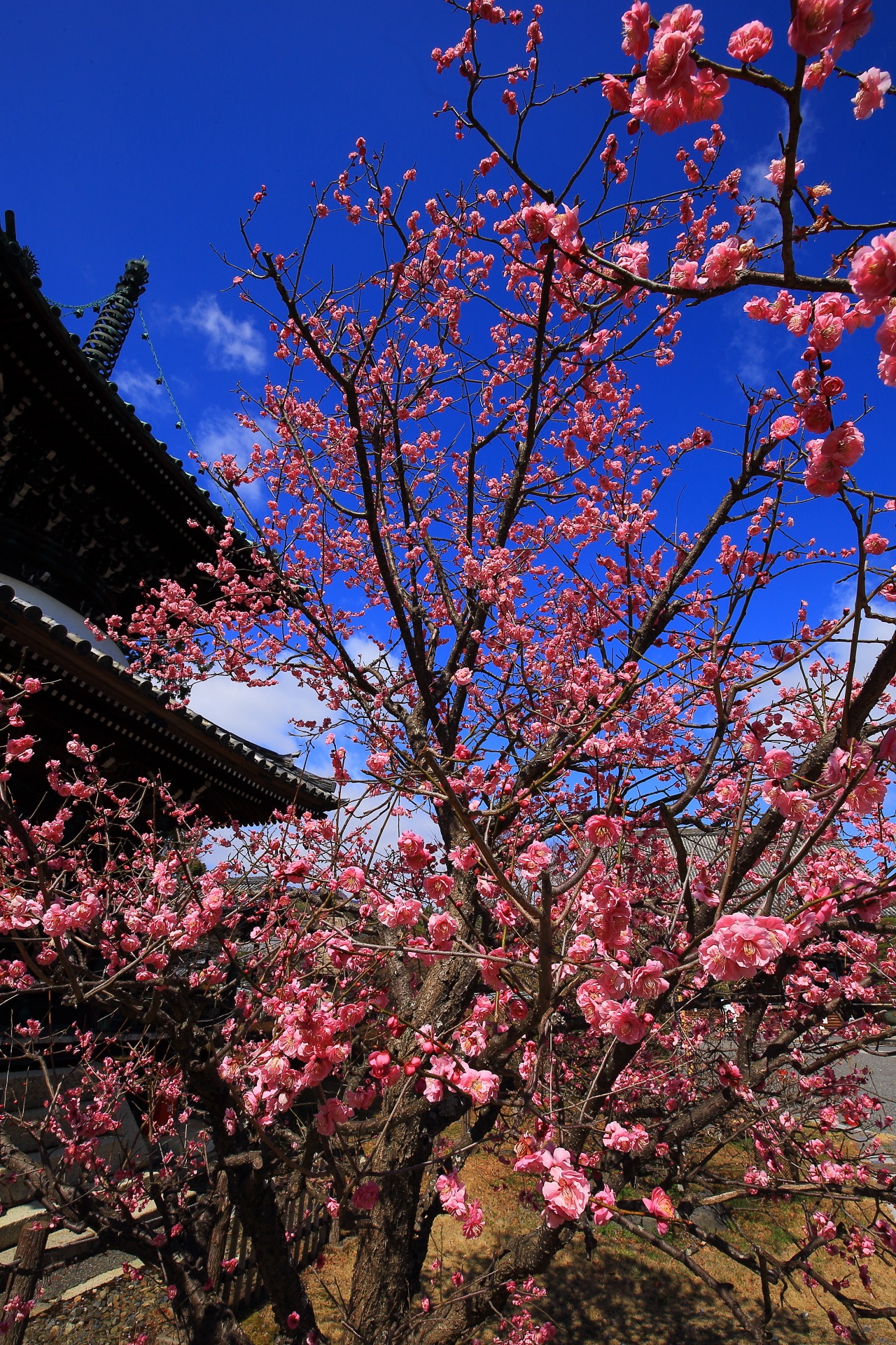 清涼寺の素晴らしい梅と春先の情景