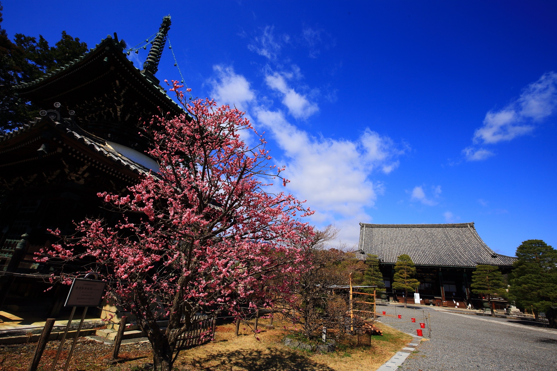 清涼寺の多宝塔と本堂と咲き誇るピンクの美しい梅