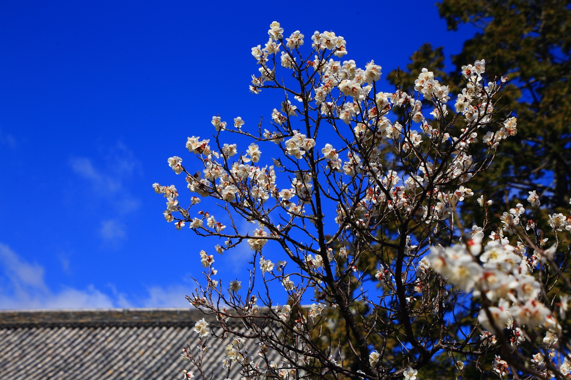 青空と伽藍を煌びやかにそめる梅の花