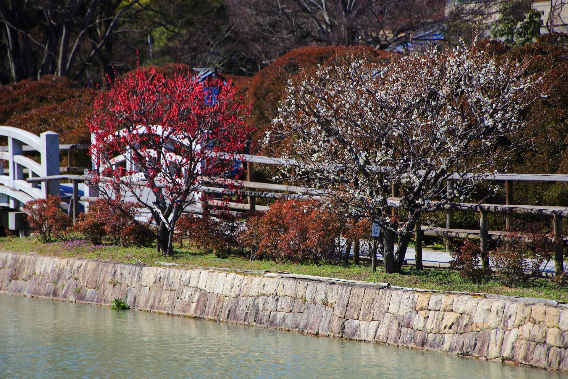 水上橋に並ぶおめでたい色合いの紅白の梅