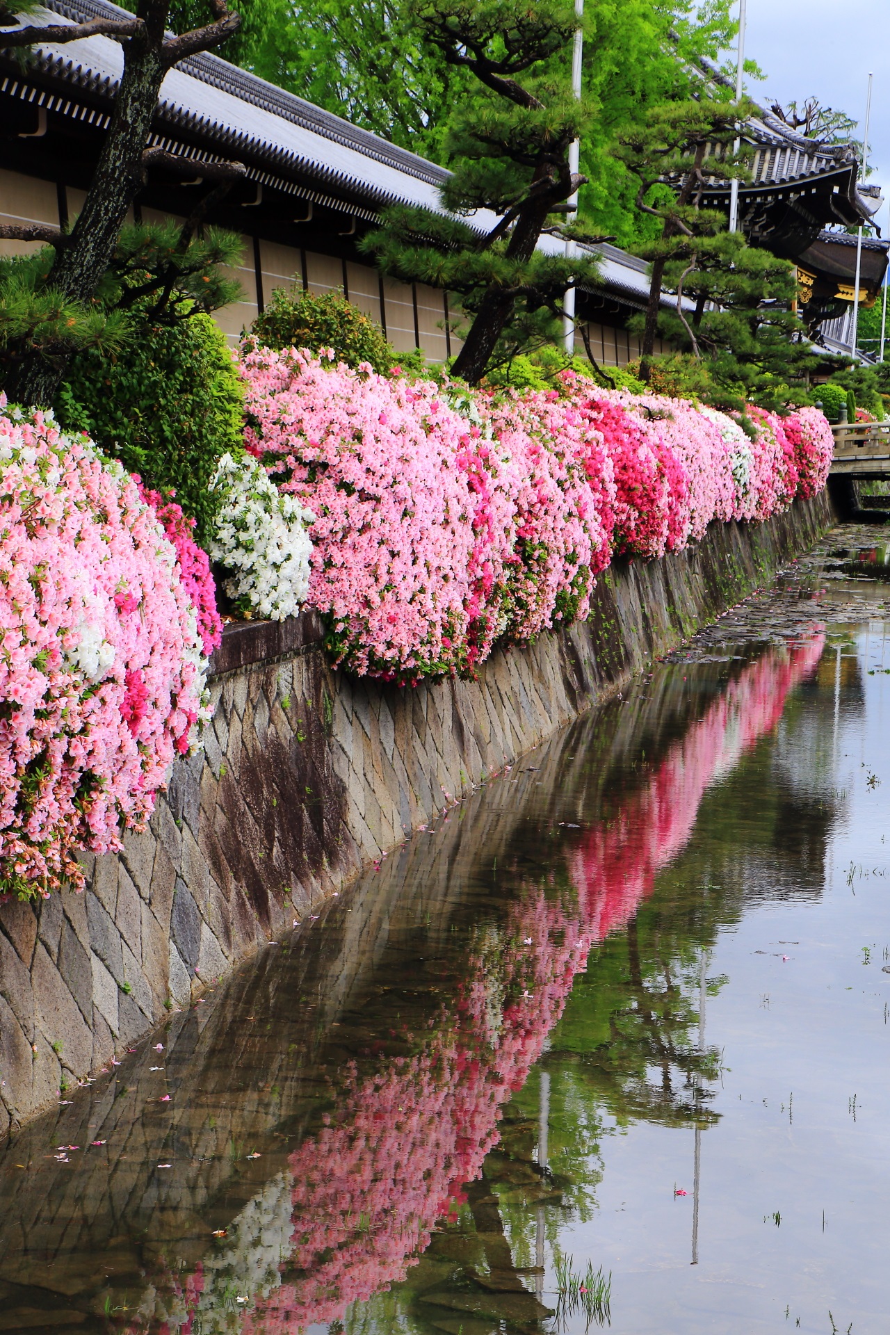 西本願寺の素晴らしいツツジと春の情景