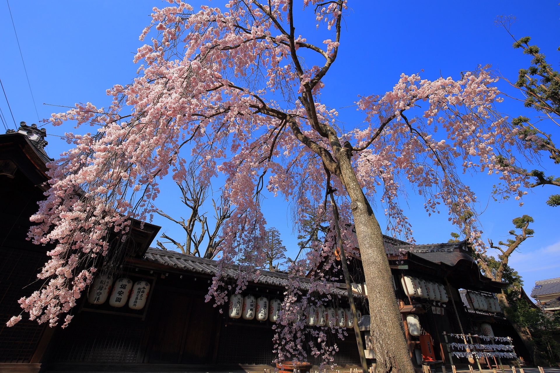 縣神社 桜　宇治の知られざる美しい木の花桜