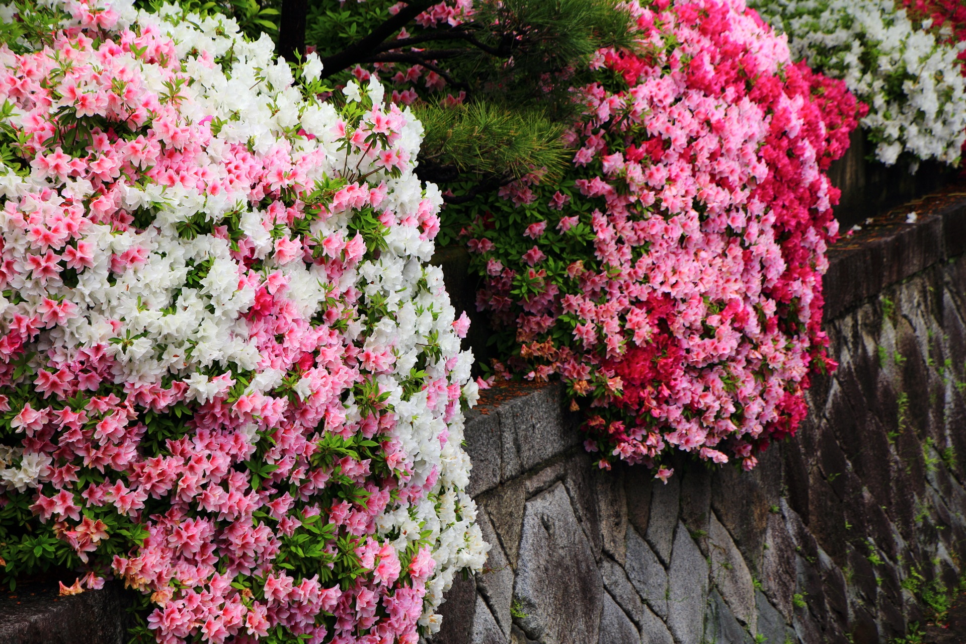 華やかに溢れ出す西本願寺のツツジの花