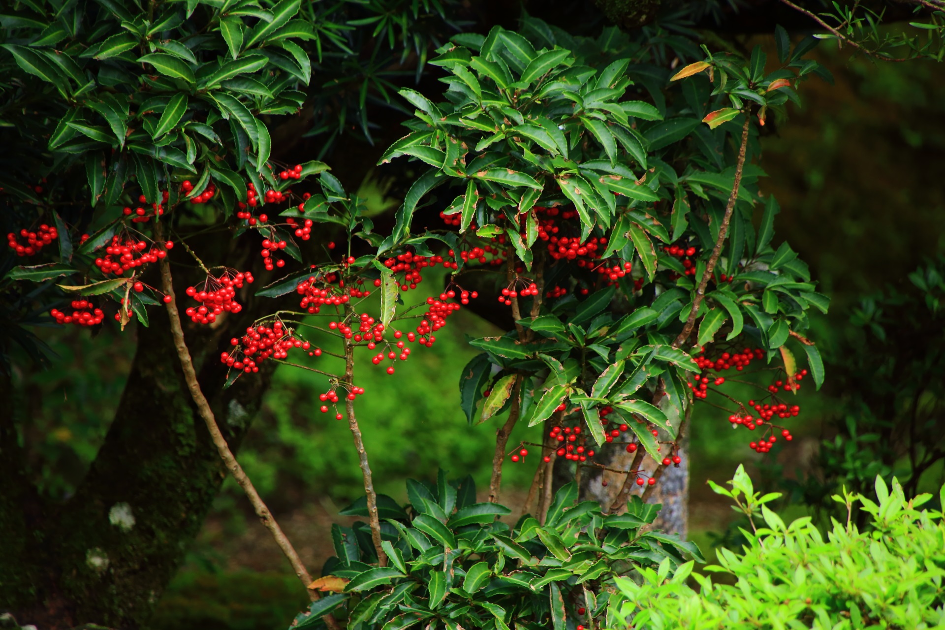 緑の庭園に彩りをそえる真っ赤な万両の実