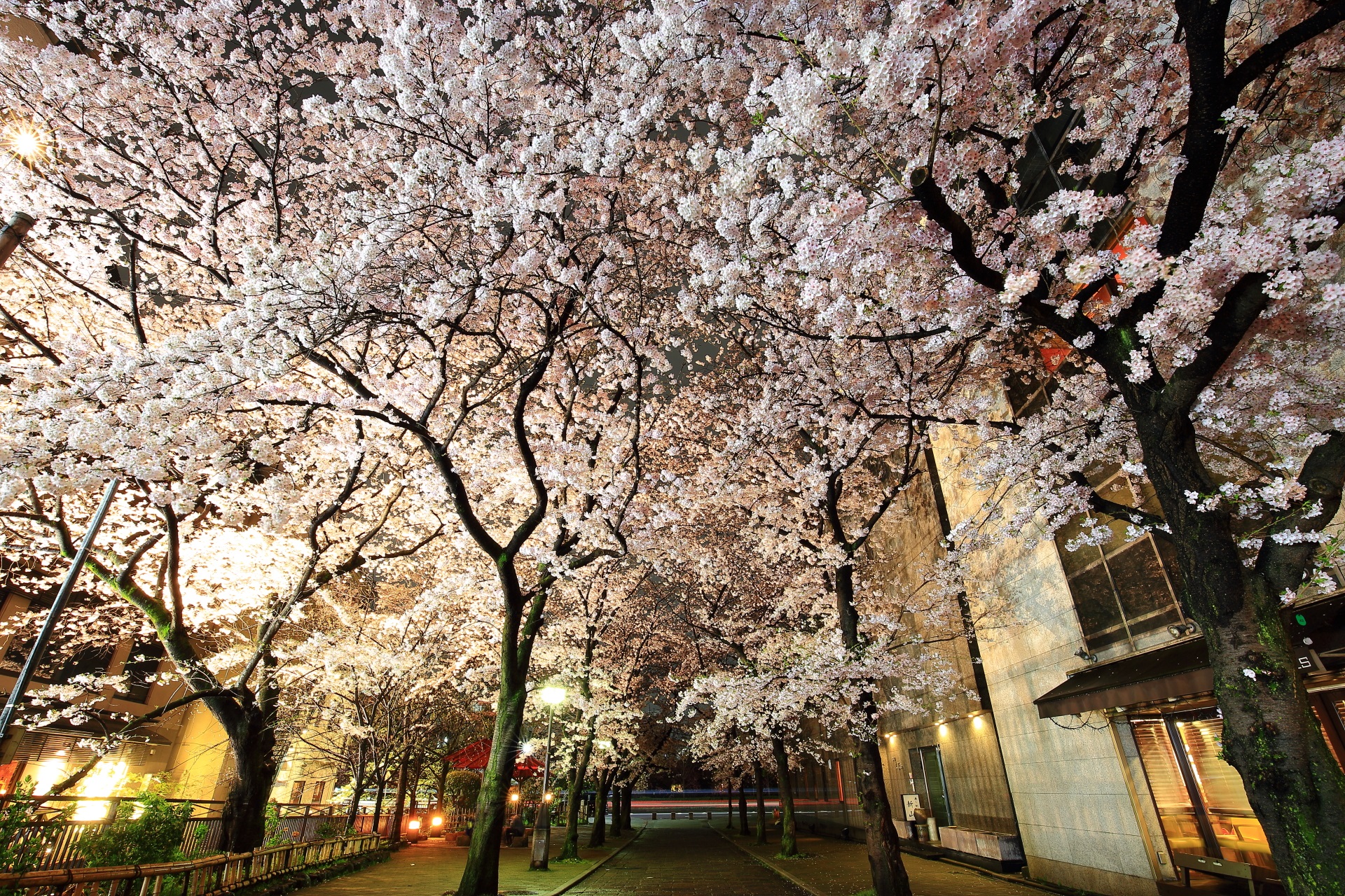 祇園白川の夜桜　街灯が照らす華やかな桜と街並み