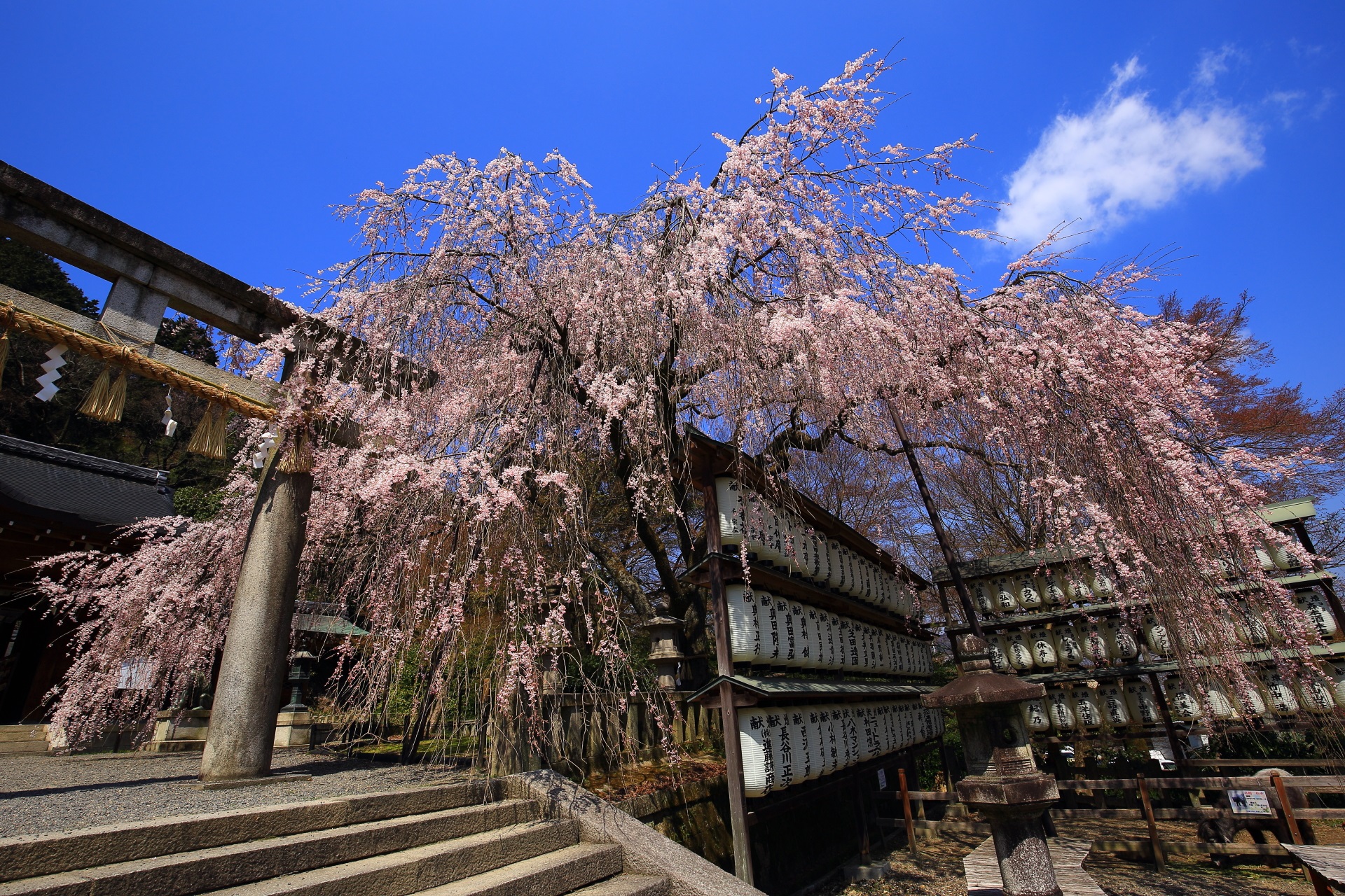 大石神社の「大石桜」